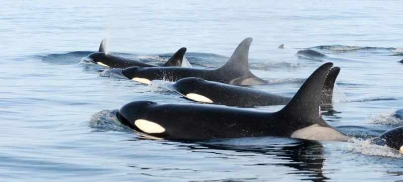 Raincoast’s Misty MacDuffee speaks with CFAX about endangered killer whales