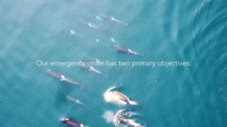A killer whale emergency