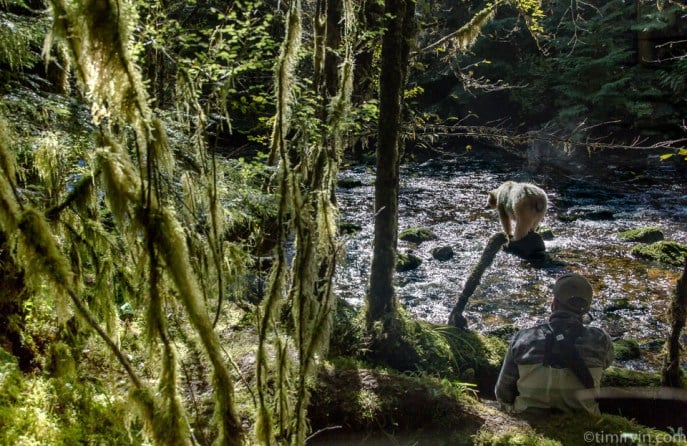 Bears and Big News in the Great Bear Rainforest