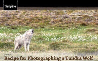 How to take a photo of an arctic wolf – in Canoe Roots Magazine