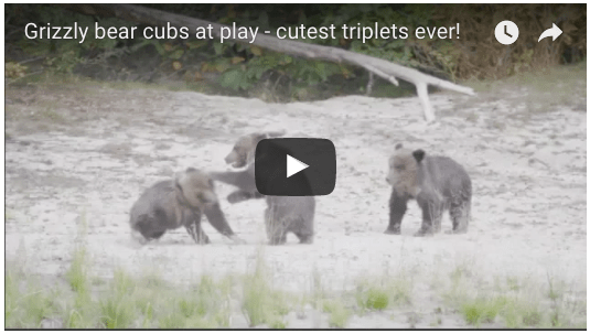 More salmon, more grizzly cubs at play