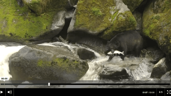 Bears, Salmon and Drama at Alaska’s Anan Creek