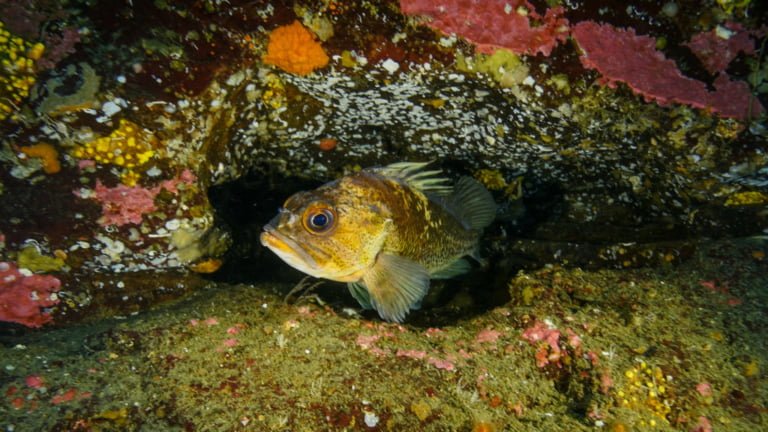 Deep sea expedition