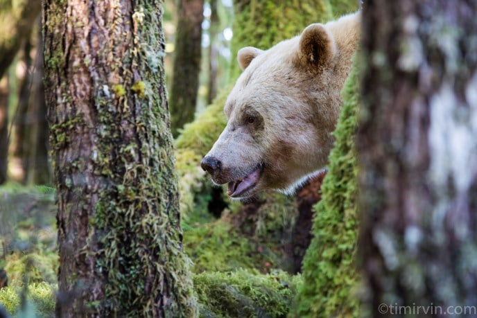 The winner of our spirit bear tour giveaway is…