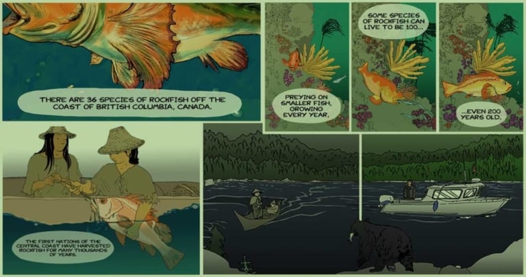 Shrinking giant: rockfish research tells a story