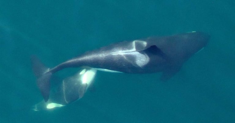 Oil tankers: a killer for whales