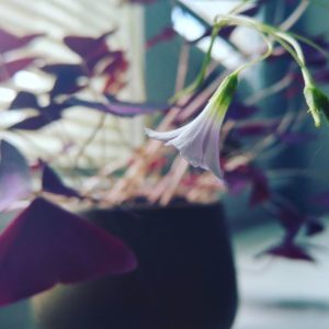February haiku: Light shimmies and shakes
Embraces fragility
Tenderness is life
