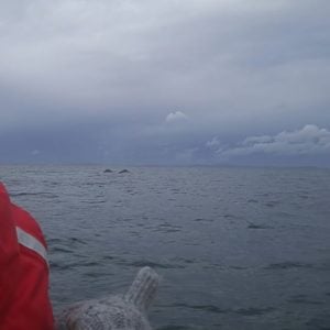 I went whale watching today with my mom on the Salish Sea. We saw Orcas and I was in awe. On the way home we saw these humpback whales