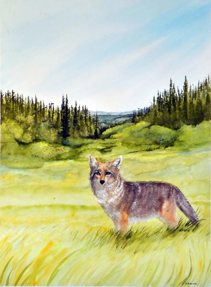 Summer Coyote