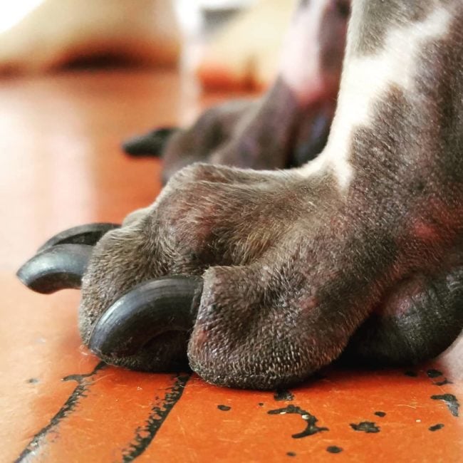 I a dog or a bird? Best feet ever