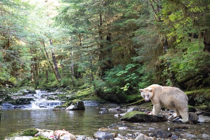 Great Bear Rainforest IMAX and a chance to win