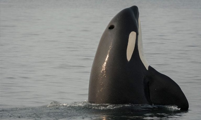 Media release: Canada’s recovery measures for endangered killer whales a positive step