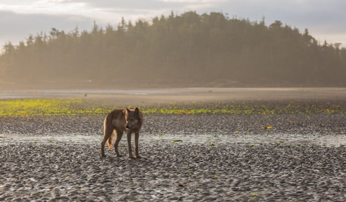 BC’s coastal wolves: elusive and worthy of protection