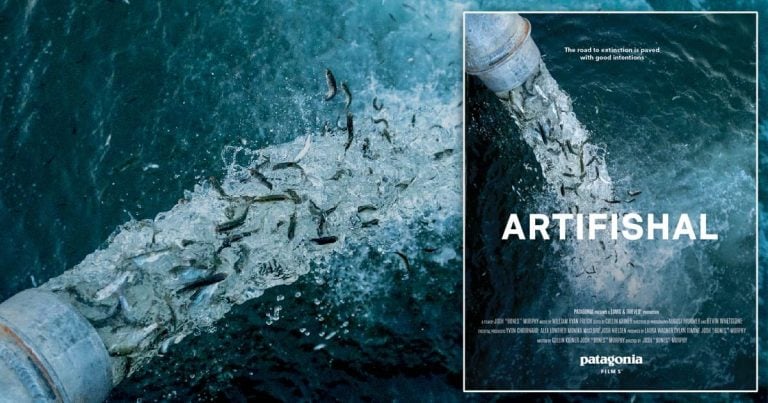 One night only – Patagonia’s Artifishal screening at the University of Victoria One night only – Patagonia’s Artifishal screening at the University of Victoria