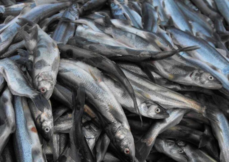 Fisheries and aquaculture