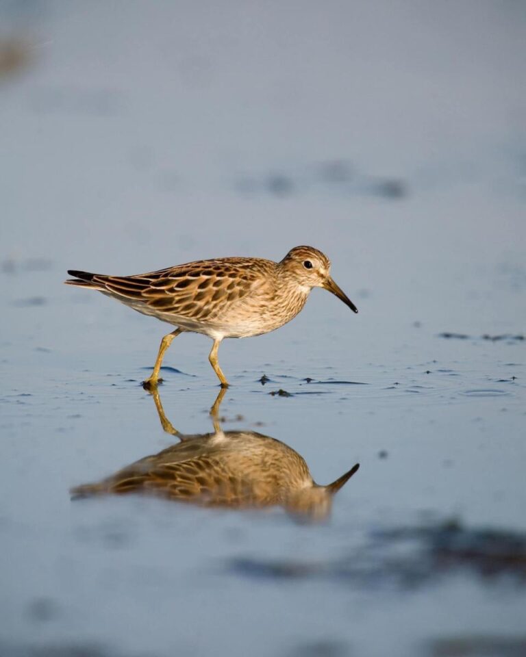 Port of Vancouver proposed expansion threatens Fraser Estuary habitat