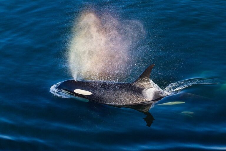 Raincoast explores killer whales in upcoming Coastal Insights program