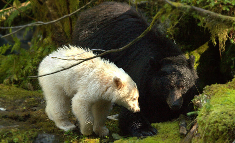 Spirit bears are rarer and less protected than we thought