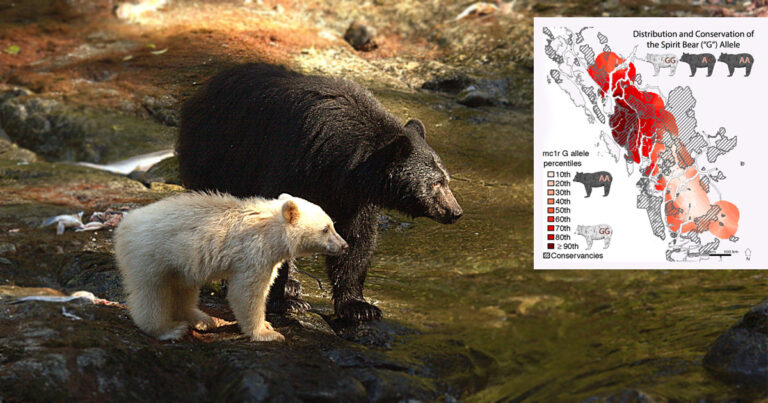 Study: Spatial patterns and rarity of the white‐phased ‘Spirit bear’ allele reveal gaps in habitat protection