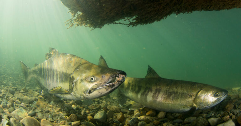 Terminal 2 Backgrounder: Impacts to Fraser Chinook salmon