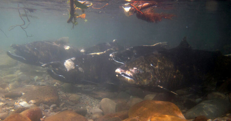 Terminal 2 report finds “significant adverse and cumulative effects” to endangered killer whales and Fraser River Chinook