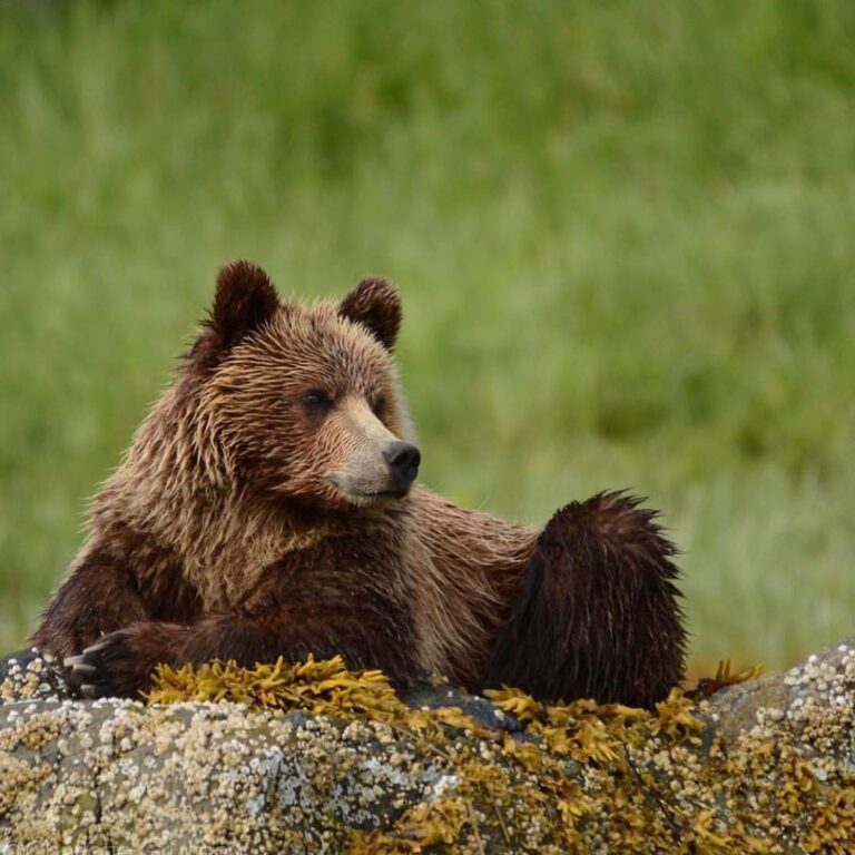 End commercial hunting in the Great Bear Rainforest