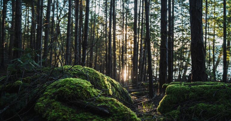 Pender Islands Big Tree Registry