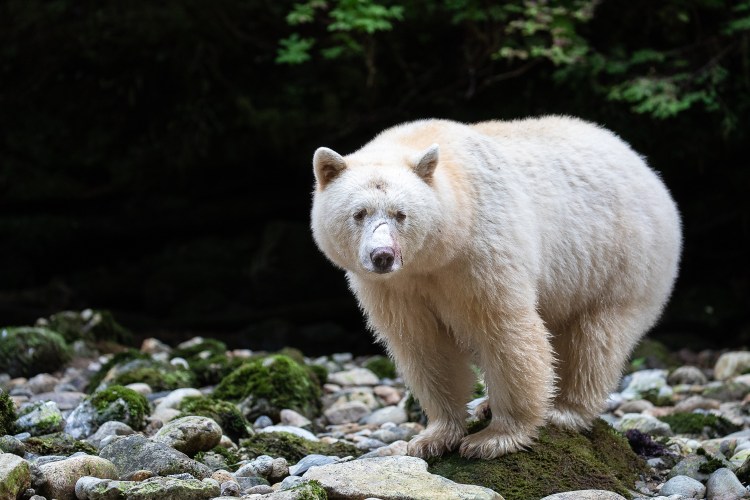 2019 spirit bear highlights