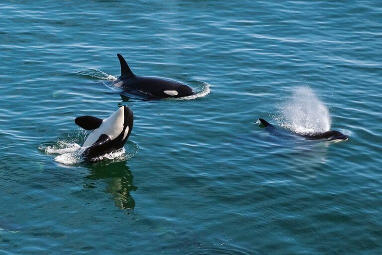 Boats and ships pose threat to Southern Resident killer whales