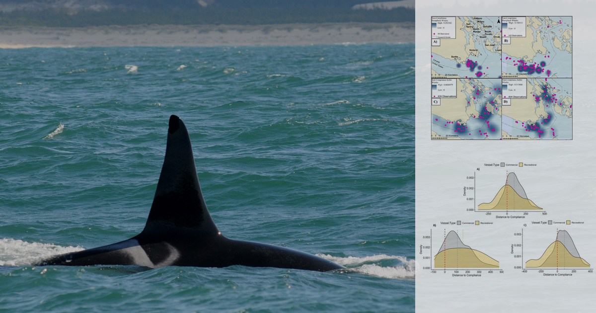 research compliance of small vessels to minimum distance regulations for humpback and killer whales in the salish sea