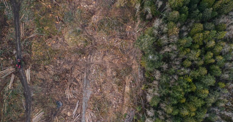 Stronger forest protection policy needed on the Gulf Islands