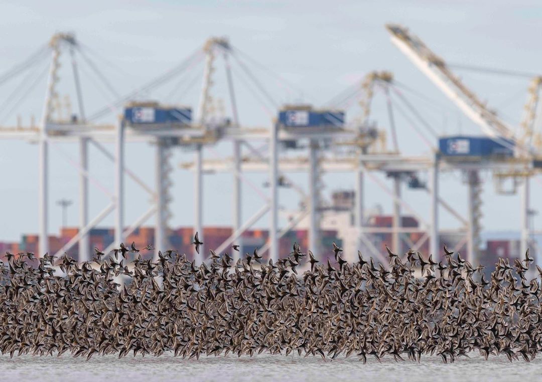 take action to stop terminal 2 and protect fraser estuary habitat for international bird week