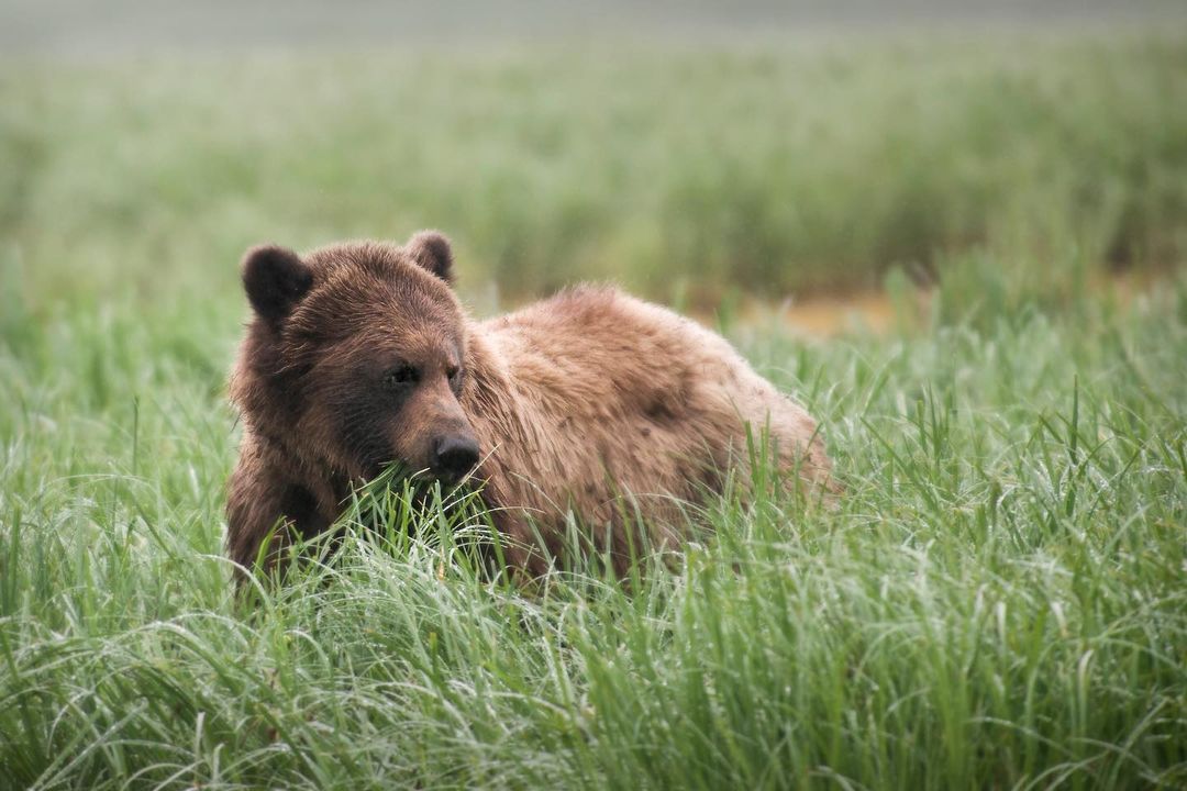 ongoing acs lab research on human activity impact on grizzly bear behaviour