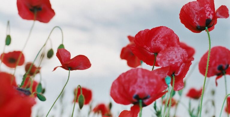 Open for regular hours on Remembrance Day