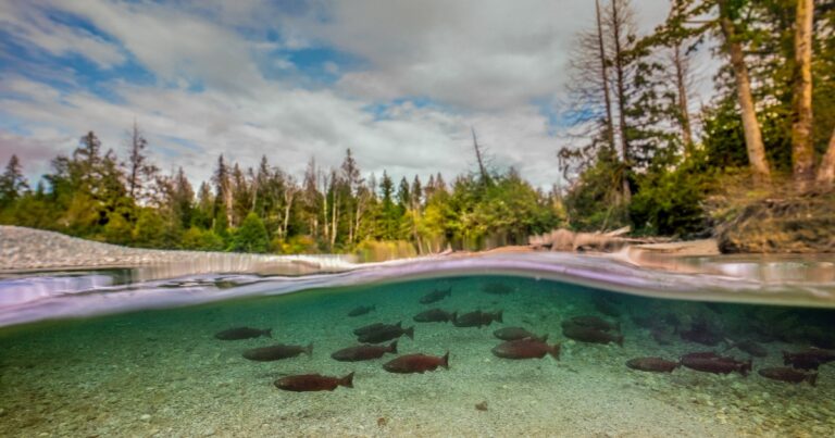 A vision for wild salmon in the Lower Fraser