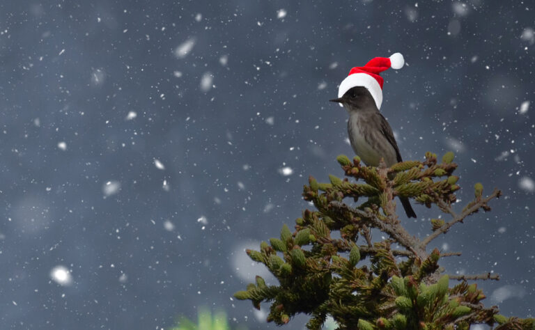 All we want for Christmas is an olive-sided flycatcher in a Douglas-fir tree