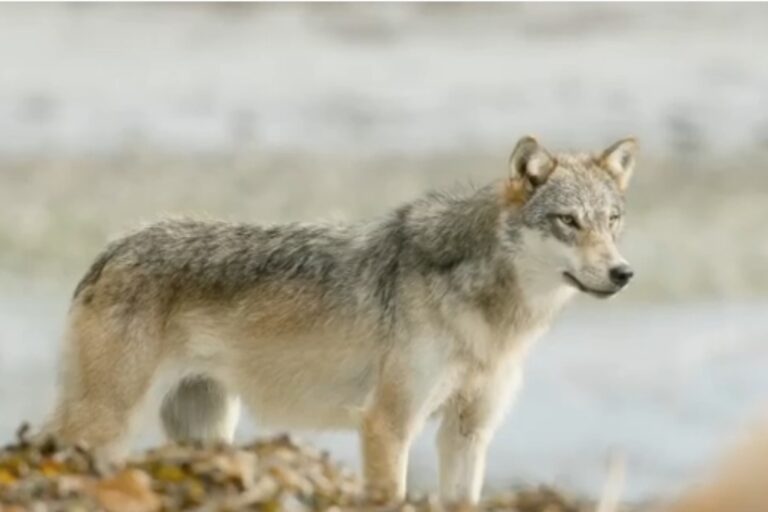 Narwhal article highlights urgent need to protect wolves