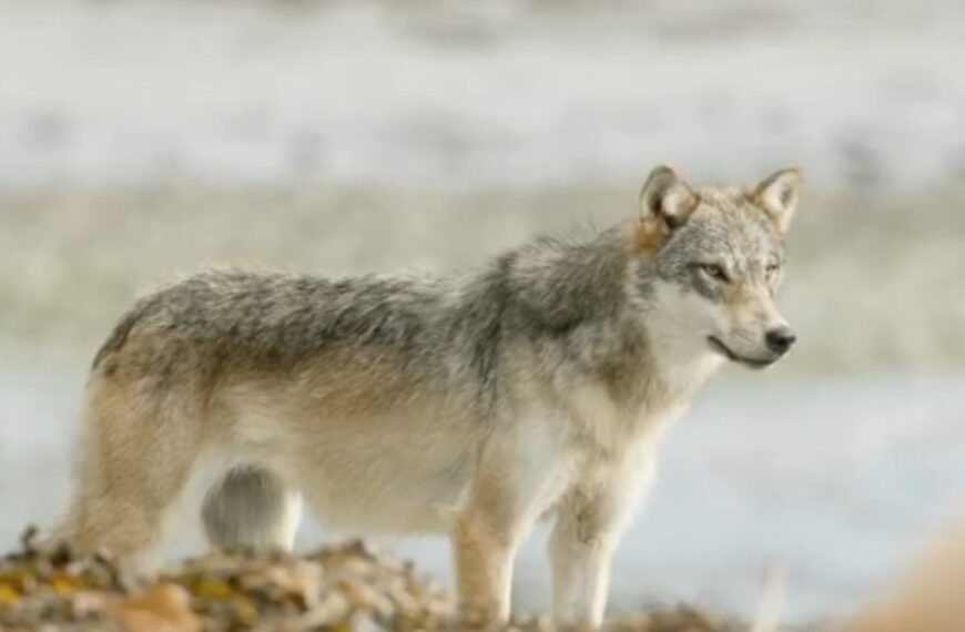 narwhal article highlights urgent need to protect wolves
