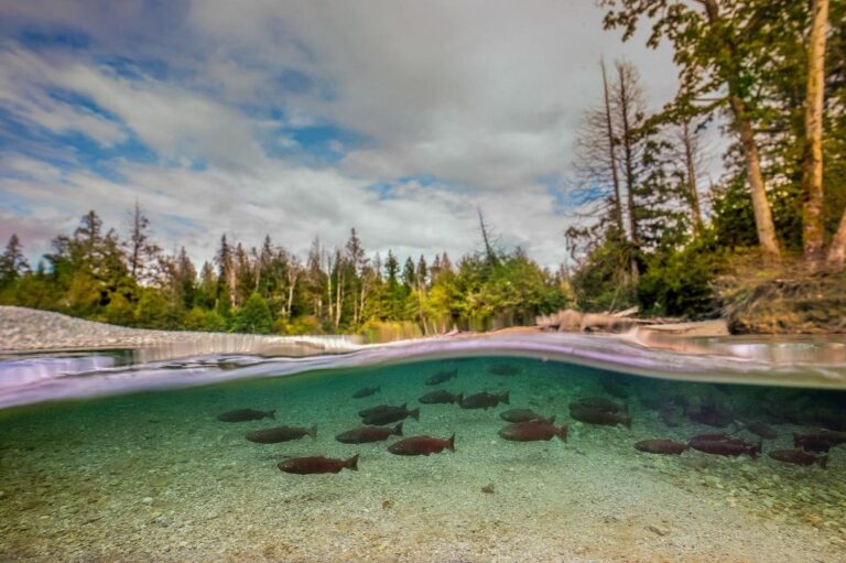 Invest in Pacific wild salmon