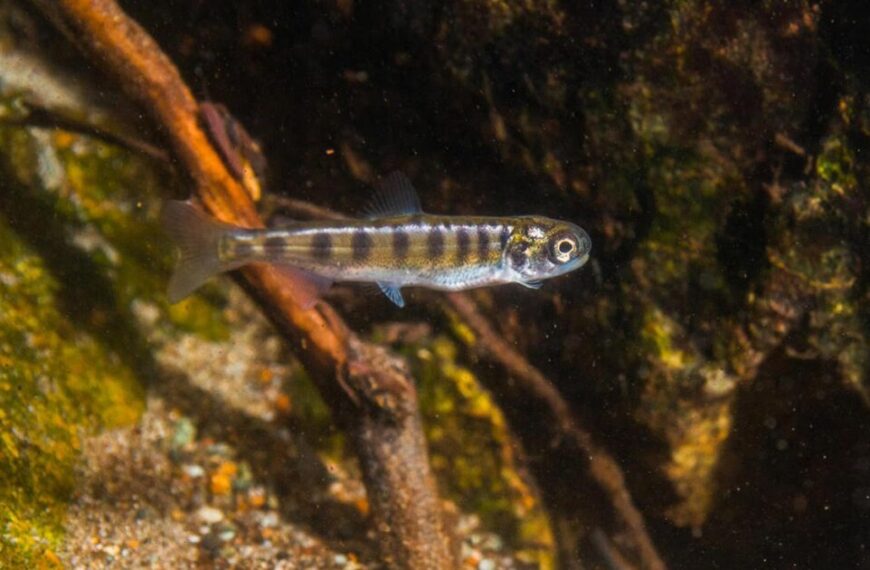 an opportunity to learn the importance of improved connectivity in the fraser river estuary