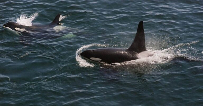 GiveBig Washington to protect killer whales in the Salish Sea.