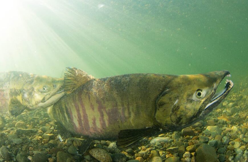 join us for the last webinar of our connected estuary series
