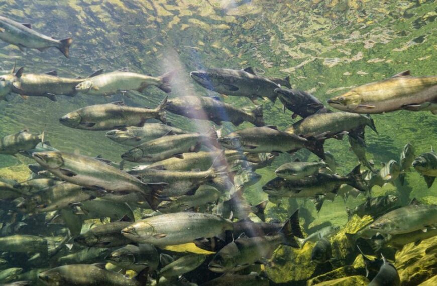 funding habitat restoration and conservation in the lower fraser region