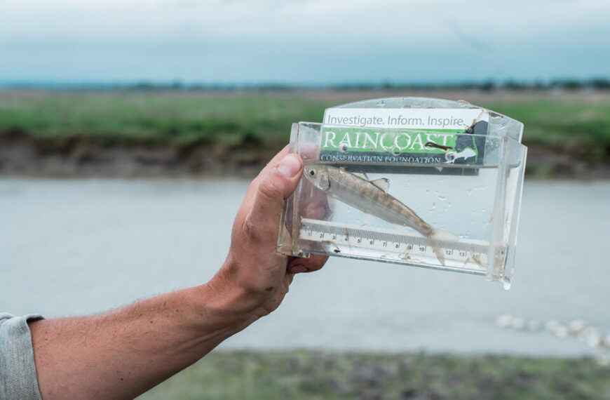 behind the scenes of the multi faceted lower fraser salmon conservation program