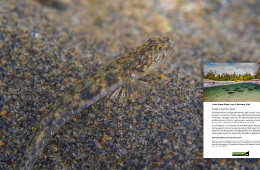 lower fraser river salmon recovery brief