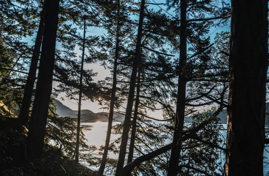 The sun is setting over a body of water in a forest.