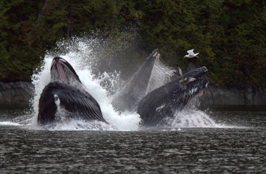 Two humpback whales splashing in the water.