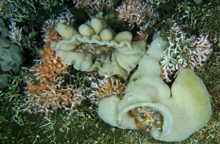 A sea urchin on a coral reef.