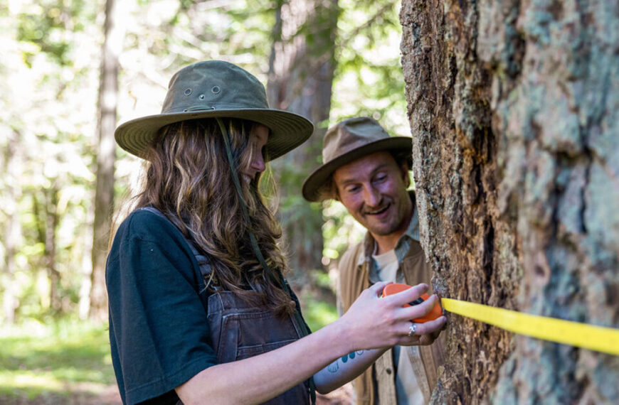 Two people measuring a tree trunk with a yellow tape.