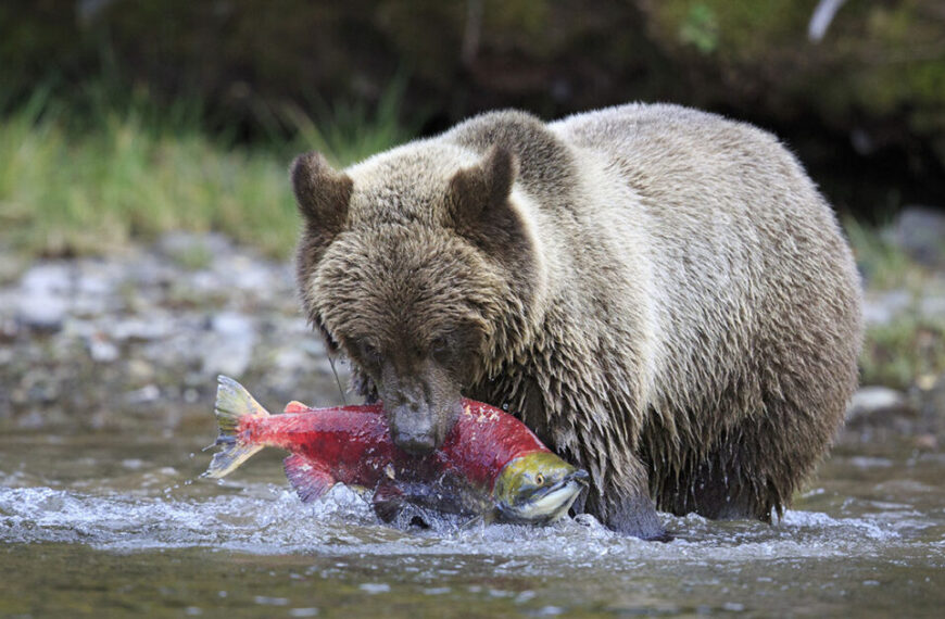 A grizzly bear with a fish in its mouth.